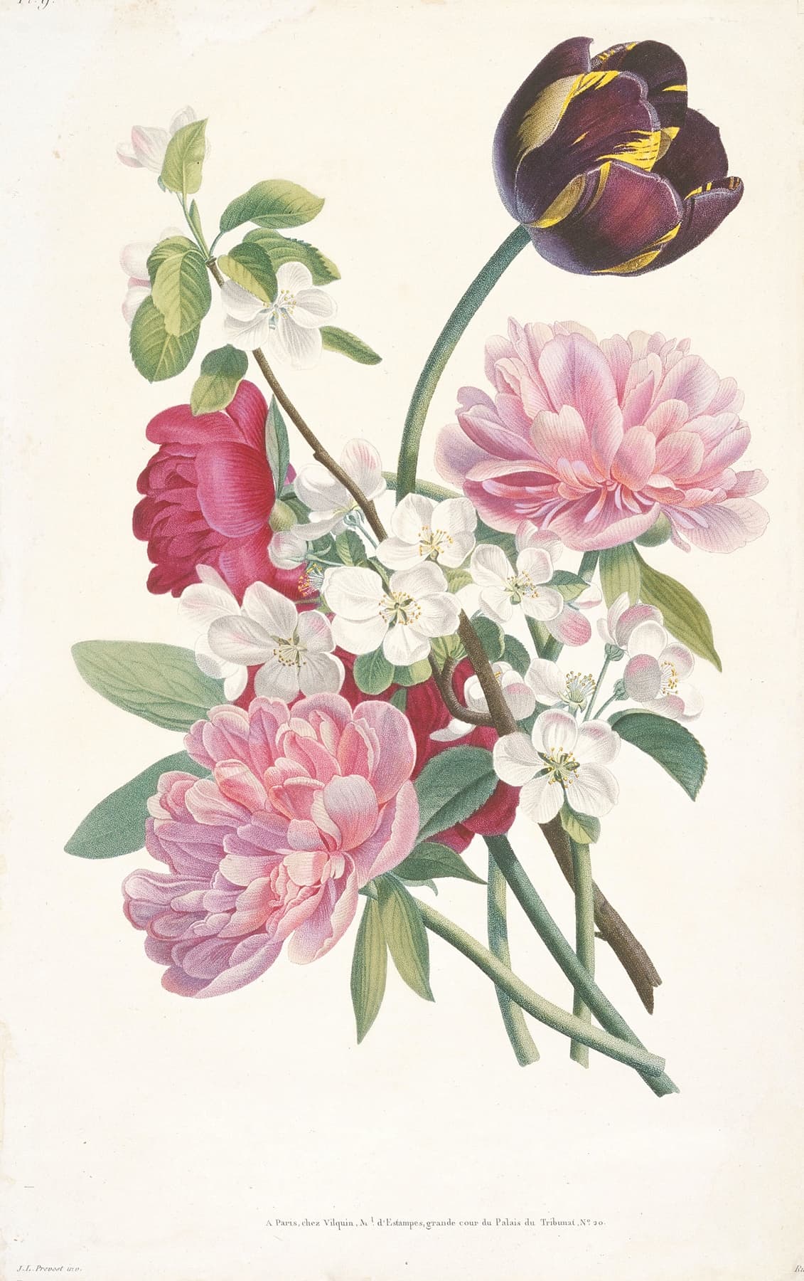 Vintage-style illustration of flowers including pink and purple tulips and white blossoms on a light background.
