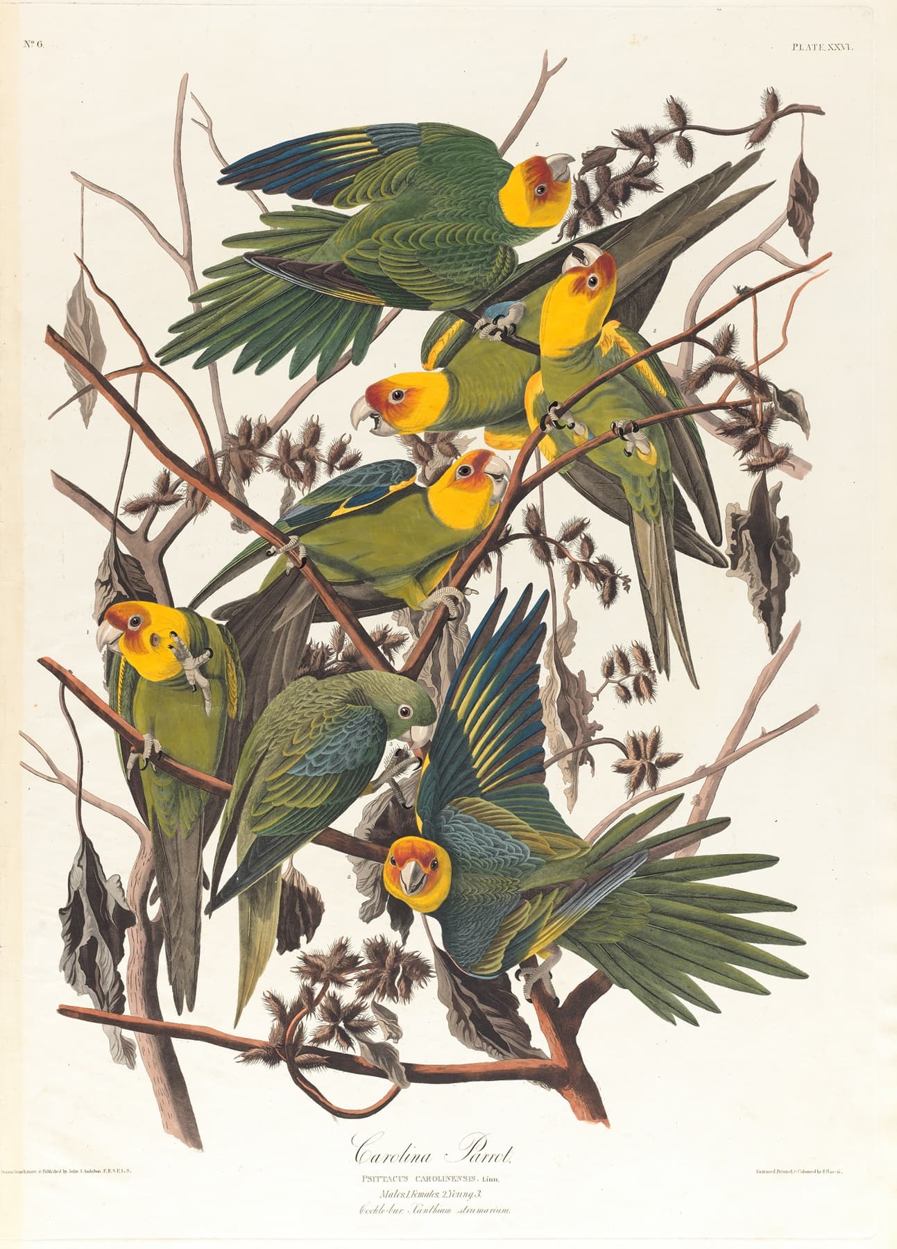 High-quality Giclée reproduction of John James Audubon's Carolina Parakeet print, showing several green and yellow parrots perched on branches with seed pods, extinct species illustration.