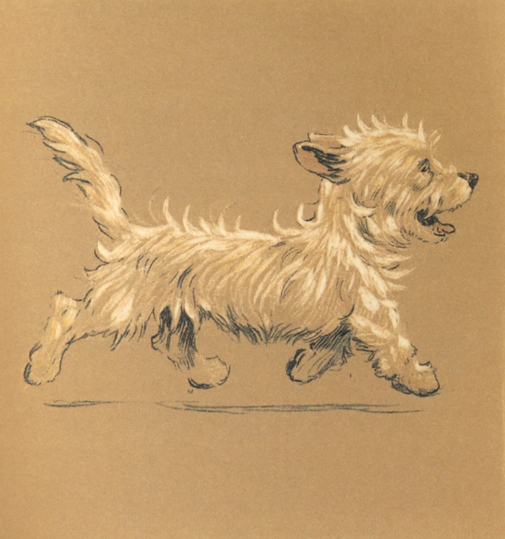 High quality Giclée reproduction of Cecil Aldin's 1912 drawing of a running West Highland Terrier, vintage Edwardian dog art.