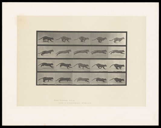 Eadweard Muybridge prints: Cat Running (1887) – Animal Locomotion Fine Art