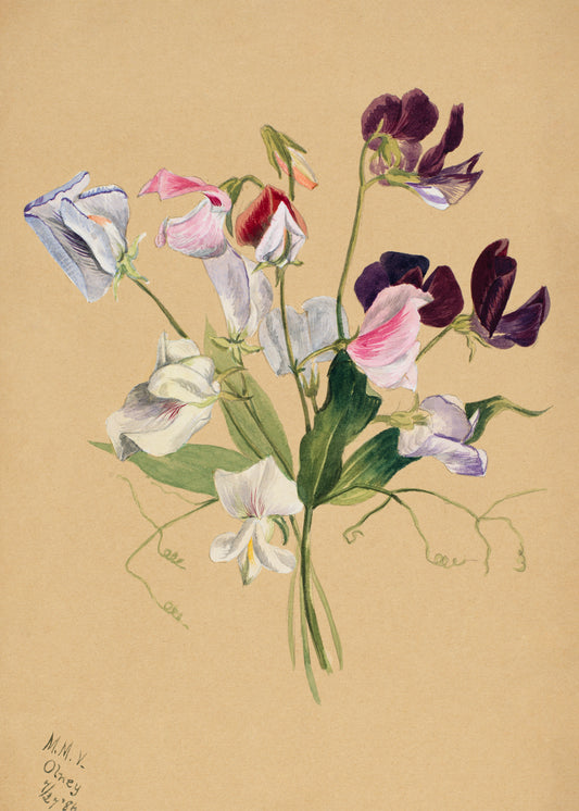Flower study (1900s) | Vintage wildflower prints | Mary Vaux Walcott