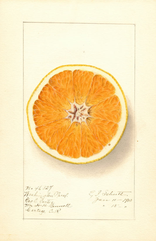 Illustration of a sliced orange on a light yellow background
