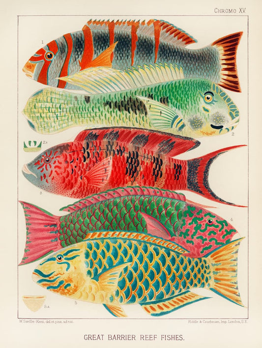 Tropical fish print | William Saville-Kent "Great Barrier Reef Fishes" (1893) | Antique Marine Biology Illustration | Vibrant Vintage Coastal Home Decor