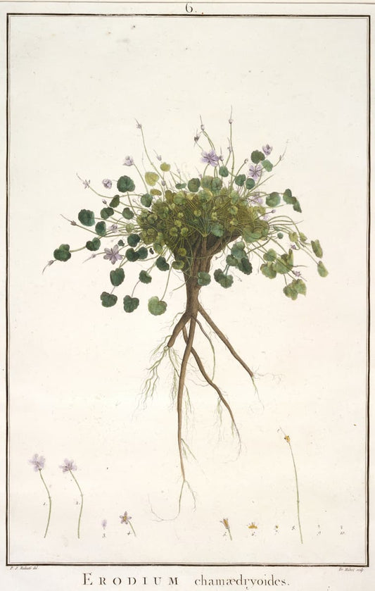 Vintage floral botanical print - Pierre-Joseph Redouté: Erodium (1800s)