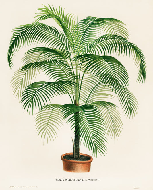 Illustration of a potted Cocos weddelliana plant on a beige background