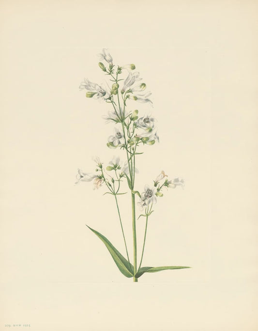 Vintage wildflower prints - Mary Vaux Walcott White Penstemon 1920s Botanical Giclée