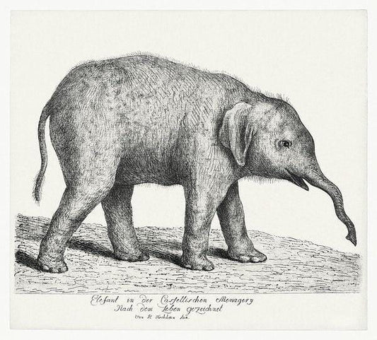 "A Young Elephant" (1700s) | J. H. Tischbein elephant prints Posters, Prints, & Visual Artwork The Trumpet Shop   