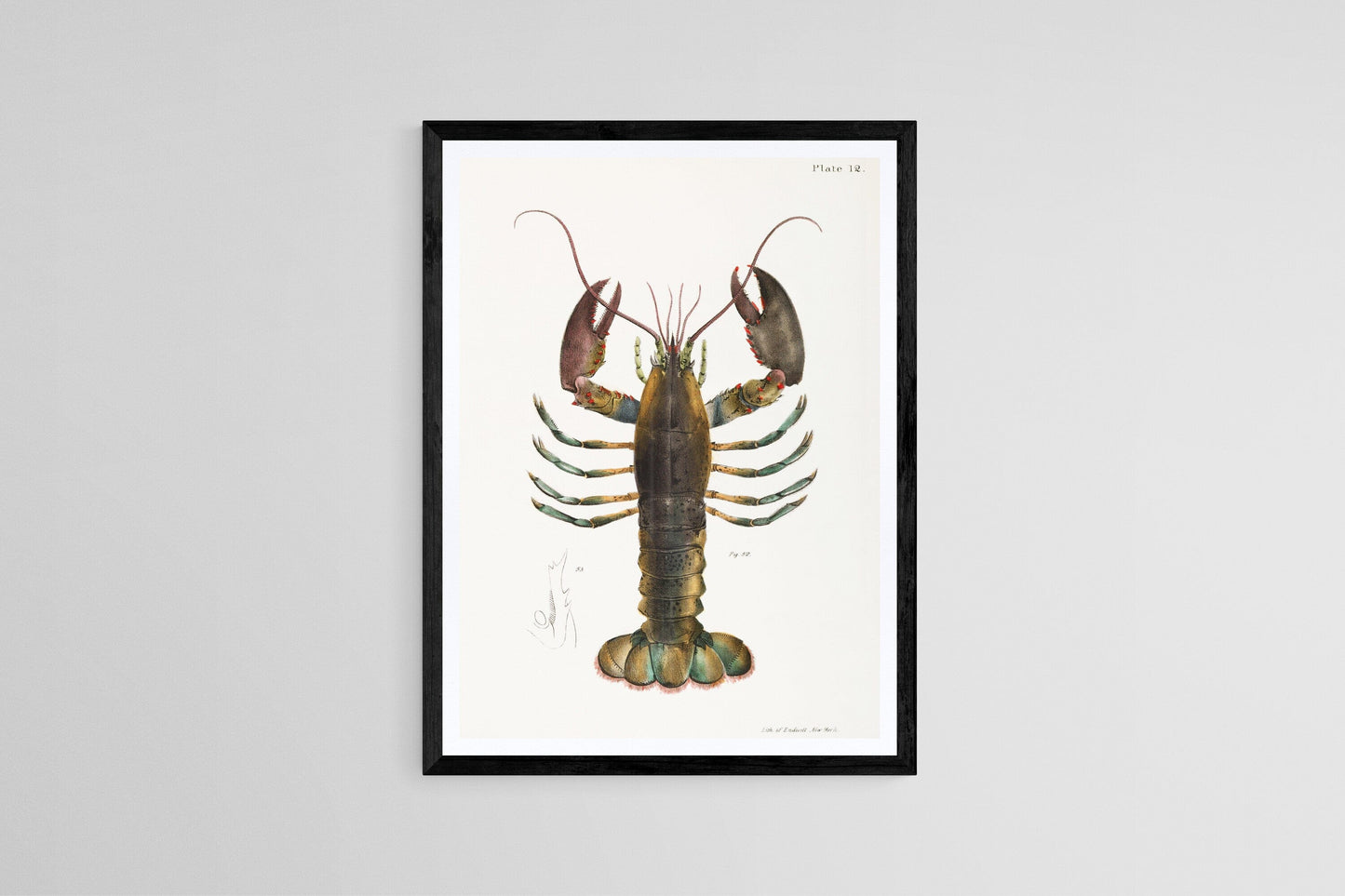 Vintage Lobster print (1800s) Posters, Prints, & Visual Artwork The Trumpet Shop   