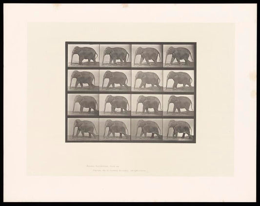 "An elephant walking" photo set (1800s) | Eadweard Muybridge elephant prints Posters, Prints, & Visual Artwork The Trumpet Shop   