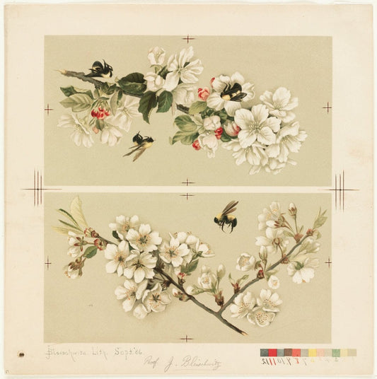 Blossom with bees (1800s) | Cherry blossom prints | Olive Whitney Posters, Prints, & Visual Artwork The Trumpet Shop   