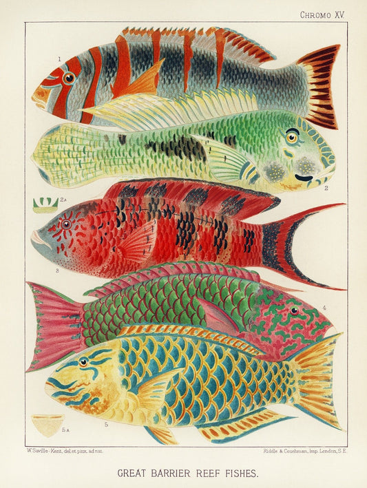 Fish of Great Barrier Reef print (1890s)  | William Saville-Kent Posters, Prints, & Visual Artwork The Trumpet Shop   