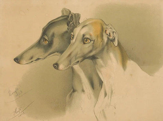 Greyhound prints (1800s) Posters, Prints, & Visual Artwork The Trumpet Shop   