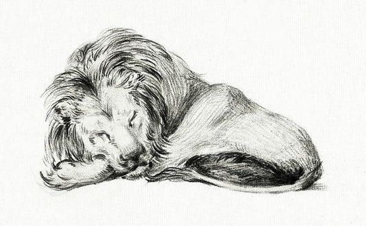 Sleeping lion (1800s) | Lion art print | Jean Bernard Posters, Prints, & Visual Artwork The Trumpet Shop   