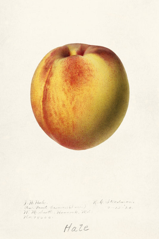 Peach (1920s) | Botanical prints | Royal Charles Steadman Posters, Prints, & Visual Artwork The Trumpet Shop   