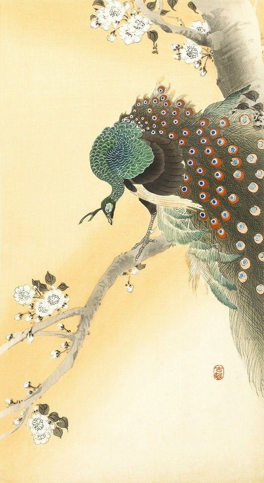 Peacock on a cherry blossom tree (1900s) | Vintage peacock prints | Ohara Koson Posters, Prints, & Visual Artwork The Trumpet Shop   