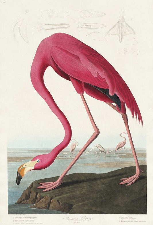 Vintage Flamingo print (1800s) | John James Audubon Posters, Prints, & Visual Artwork The Trumpet Shop   