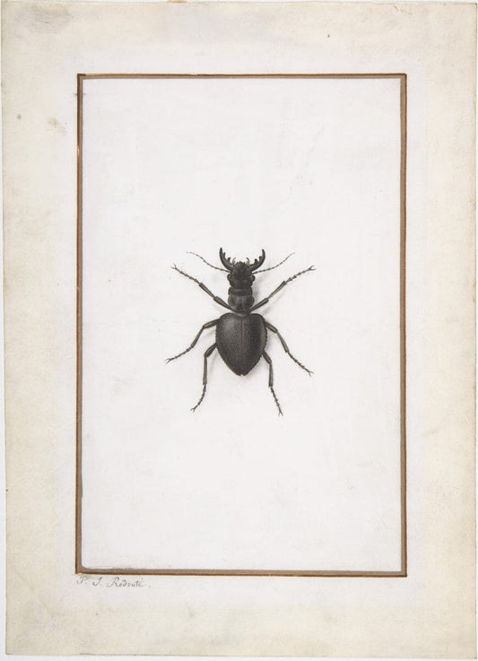 Stag beetle (1800s) | Vintage beetle prints | Pierre-Joseph Redouté Posters, Prints, & Visual Artwork The Trumpet Shop Vintage Prints   