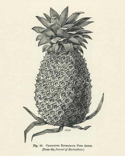 Vintage Pineapple print (1890s) | Charlotte de Rothschild Posters, Prints, & Visual Artwork The Trumpet Shop   