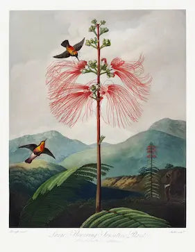 Five Botanical Artists That You Need to Know About