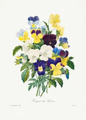 Pierre-Joseph Redouté 19th-century botanical print, "Bouquet of Pansies." Clustered pansy flowers in yellow, purple, white, and blue against a white background.