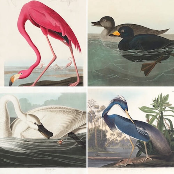 Audubon Bird Print Reproductions. Features detailed ornithological illustrations of a pink flamingo, two ducks, a white swan, and a blue heron in natural habitats.