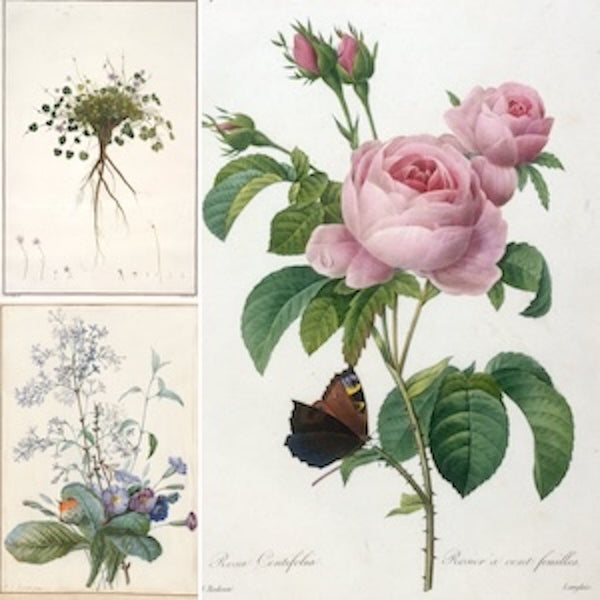 Three high-quality Pierre-Joseph Redouté Botanical Print Reproductions: Les Roses & Les Liliacées. Features exquisite botanical illustrations: a delicate pink rose with a butterfly, a plant study with roots, and a bouquet of wildflowers. 