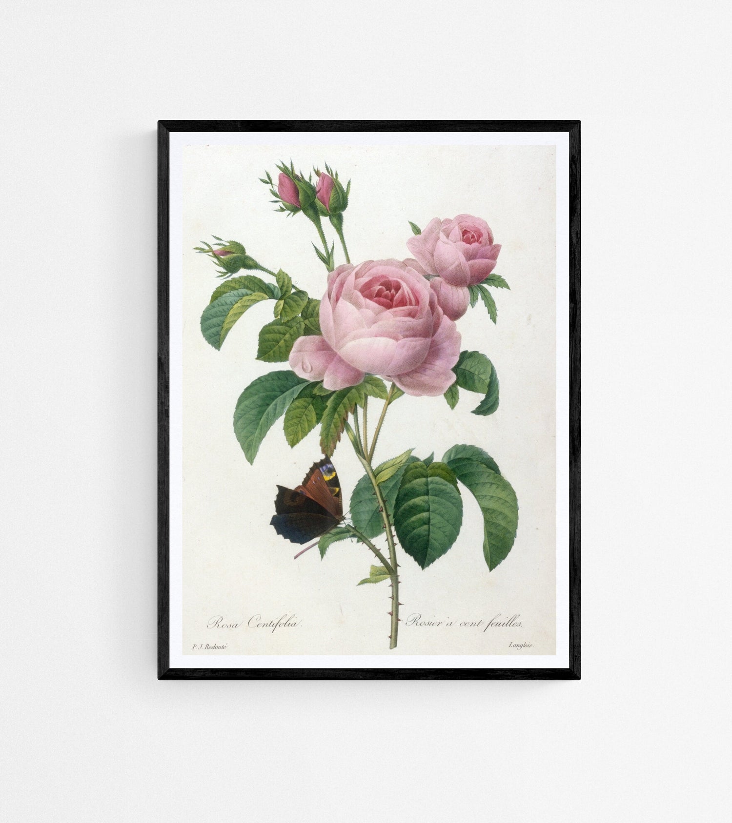 Pierre Joseph Redoute prints