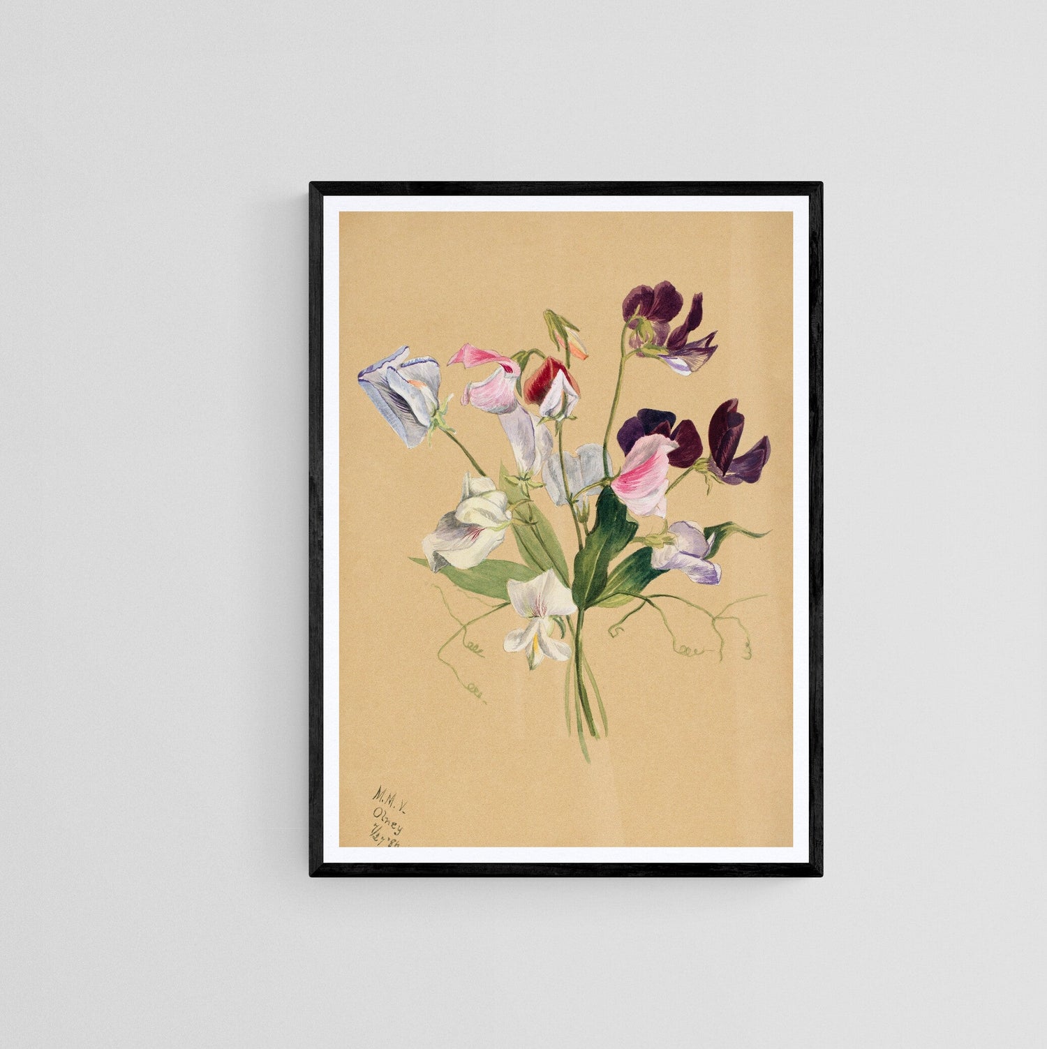 wildflower vintage prints