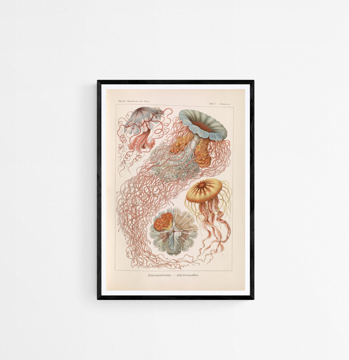 ernst haeckel prints