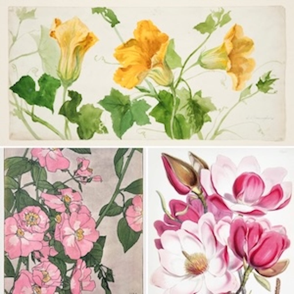 Three high-quality Vintage Floral Prints: Art Nouveau & Art Deco Decorative Art. Features beautiful botanical illustrations of yellow squash blossoms, delicate pink roses, and vibrant pink magnolias. 