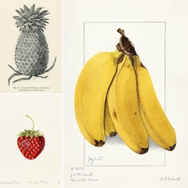 Vintage Fruit Prints for Kitchen Wall Art. Features detailed vintage botanical fruit prints of a pineapple, ripe bananas, and a vibrant strawberry. 