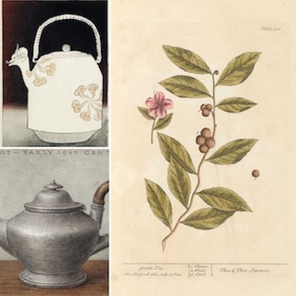 Three high-quality Vintage Tea Posters: Mid-Century & 1950s Kitchen Advertisements. Features historical illustrations of teapots, including a unique decorative design, and a botanical print of a tea plant with leaves and flowers. 
