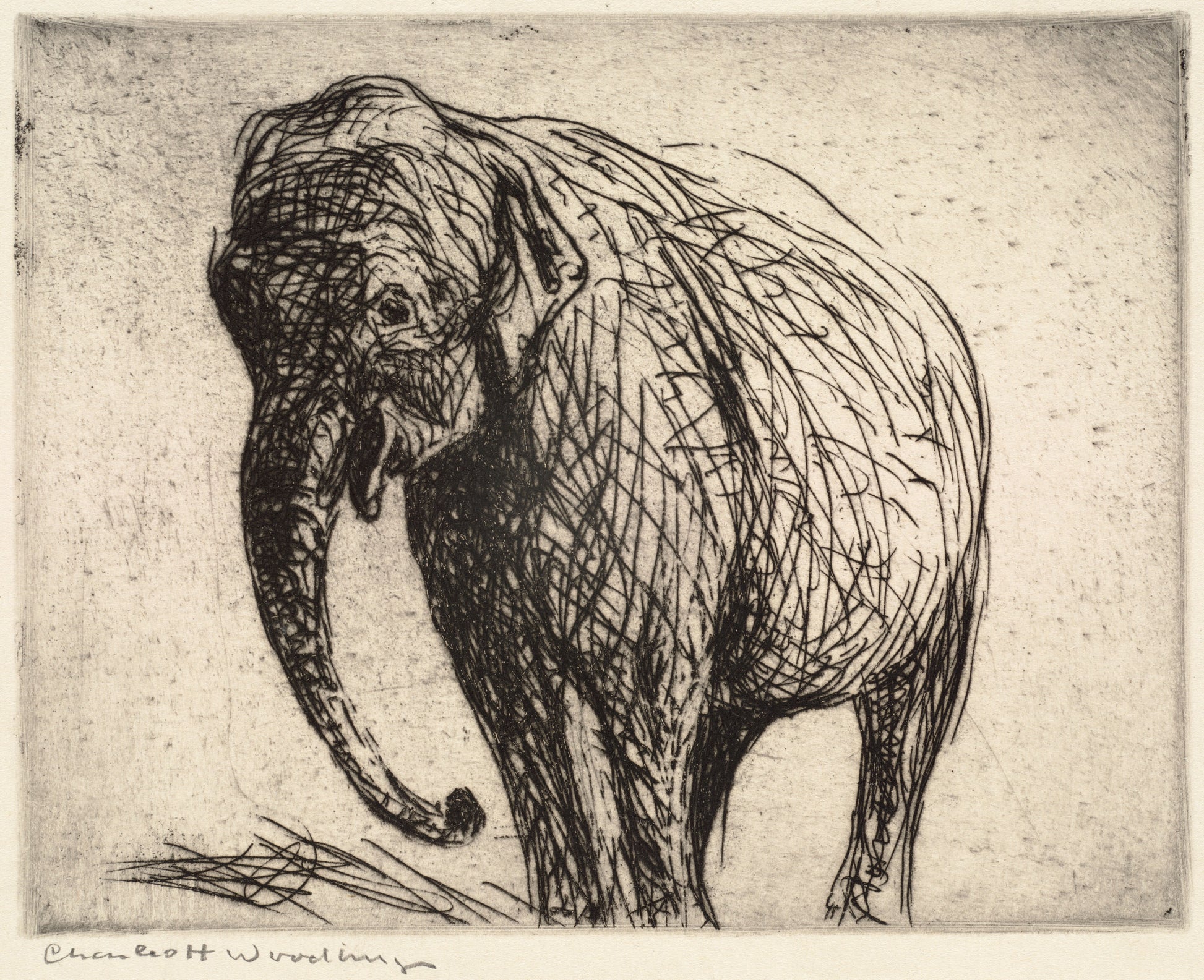 Elephant artwork (1900s) | Charles Woodbury