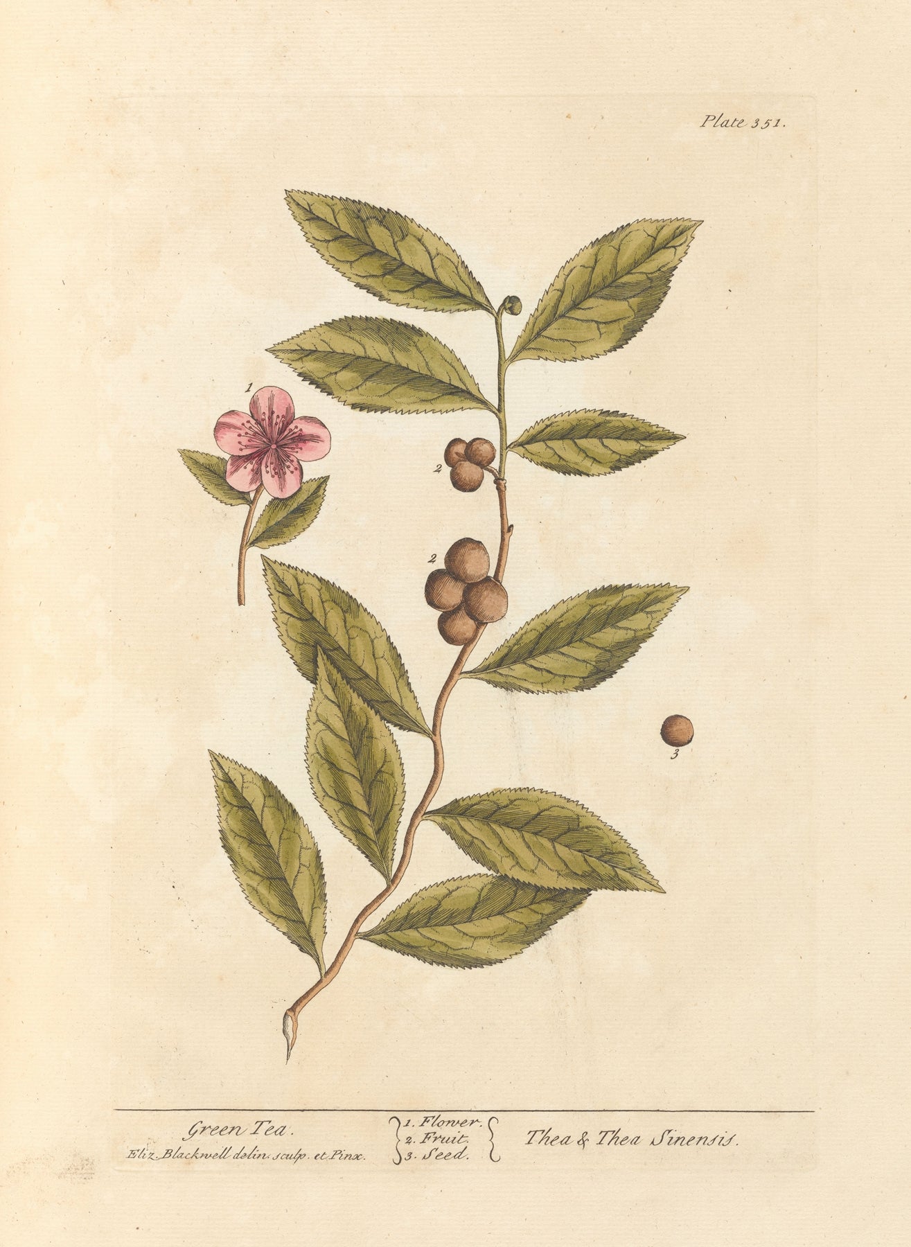 Green tea plant (1739) | Elizabeth Blackwell