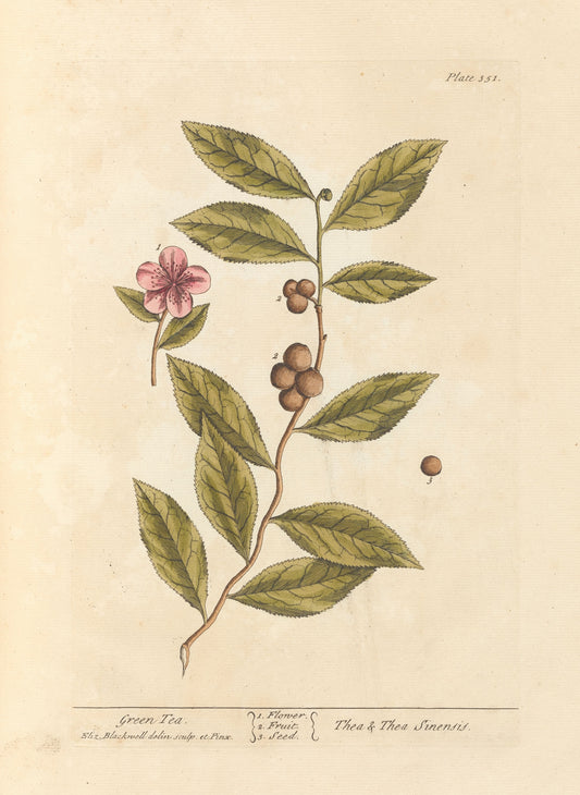 Green tea plant (1739) | Elizabeth Blackwell