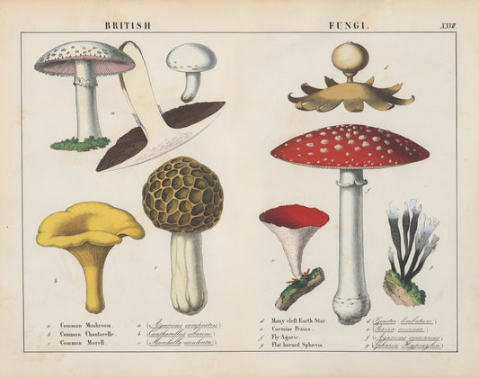 British Fungi (1800s) | Vintage kitchen prints | Charlotte Mary Yonge Posters, Prints, & Visual Artwork The Trumpet Shop   