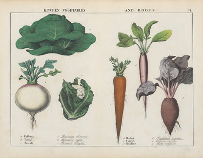 Kitchen vegetables artwork (1) (1800s) | Charlotte Mary Yonge