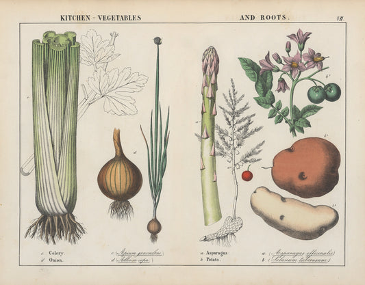 Kitchen vegetables (3) (1800s) | Vintage vegetable prints | Charlotte Mary Yonge Posters, Prints, & Visual Artwork The Trumpet Shop   