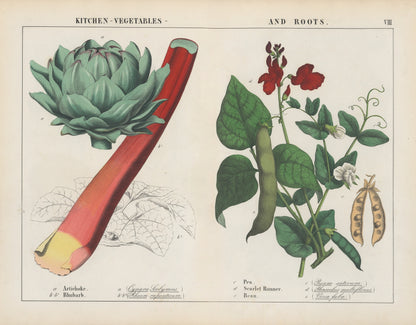 Kitchen vegetables with artichoke artwork (2) (1800s) | Charlotte Mary Yonge