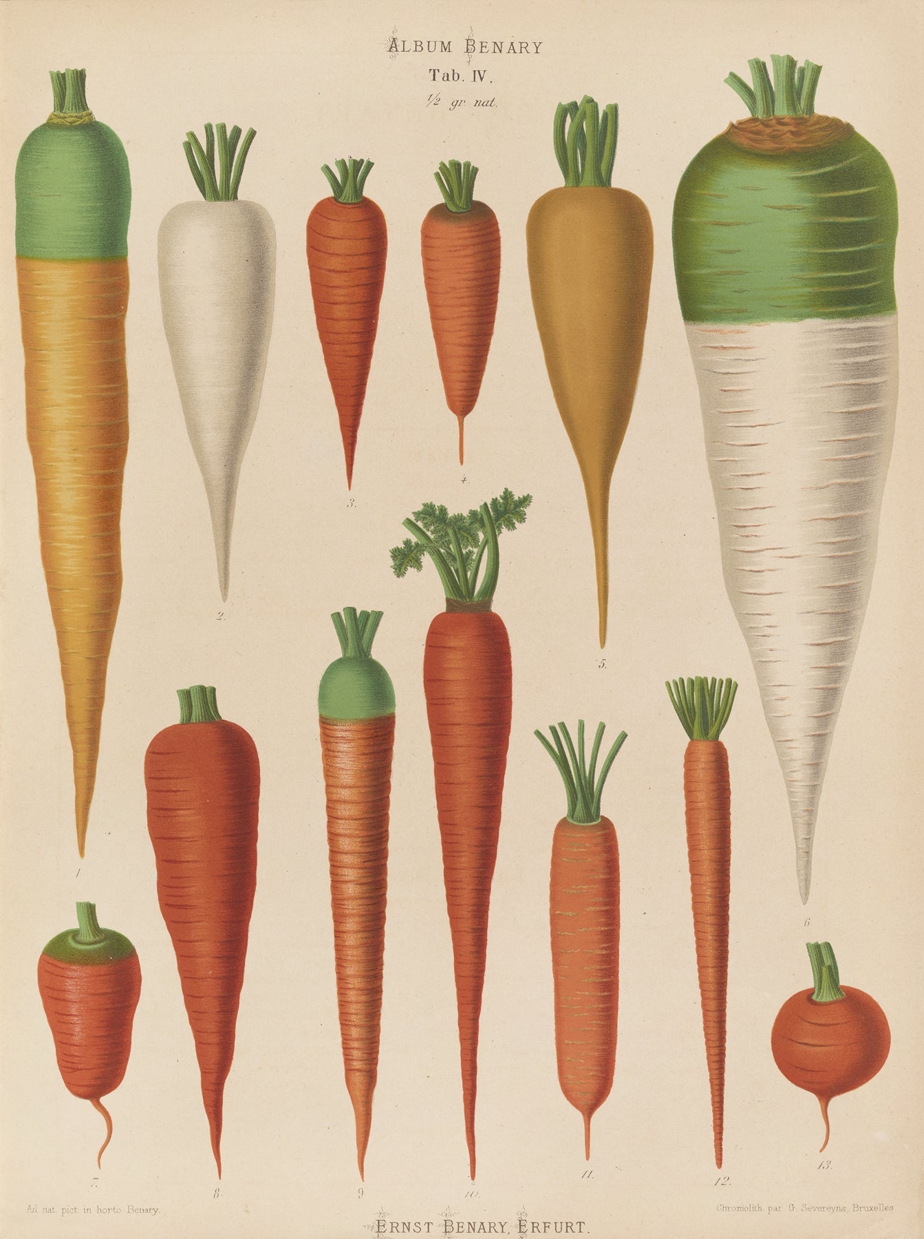 Carrot artwork print (1870s) | Ernst Benary