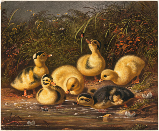 Ducklings (1800s) | Vintage duck prints | Arthur Fitzwilliam Tait