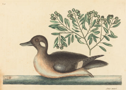 The Little Brown Duck artwork (1700s) | Mark Catesby