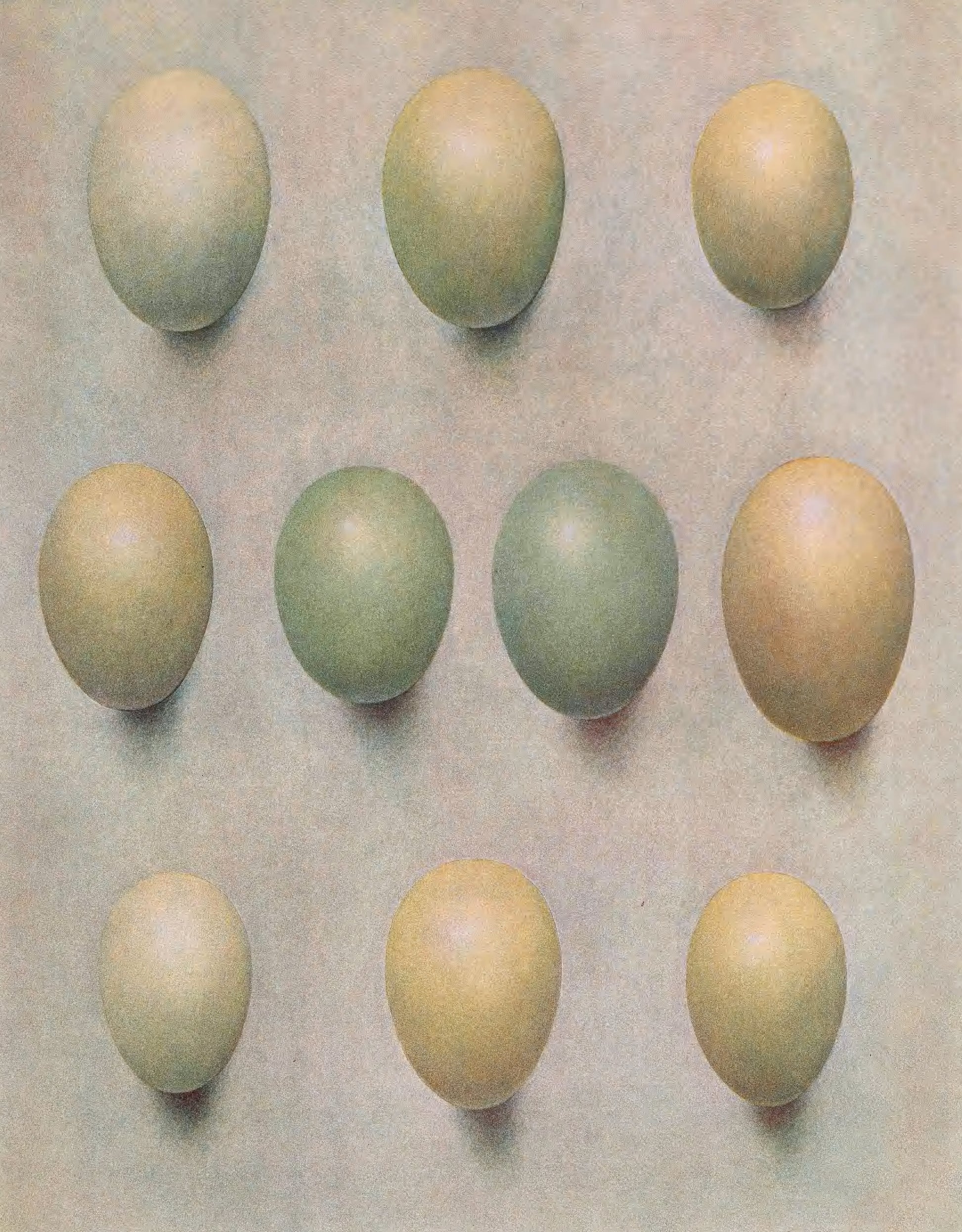 Eggs of British diving ducks  (1900s) | Henrik Gronvold Posters, Prints, & Visual Artwork The Trumpet Shop   