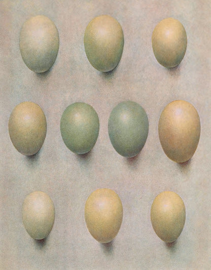 Eggs of British diving ducks  (1900s) | Henrik Gronvold