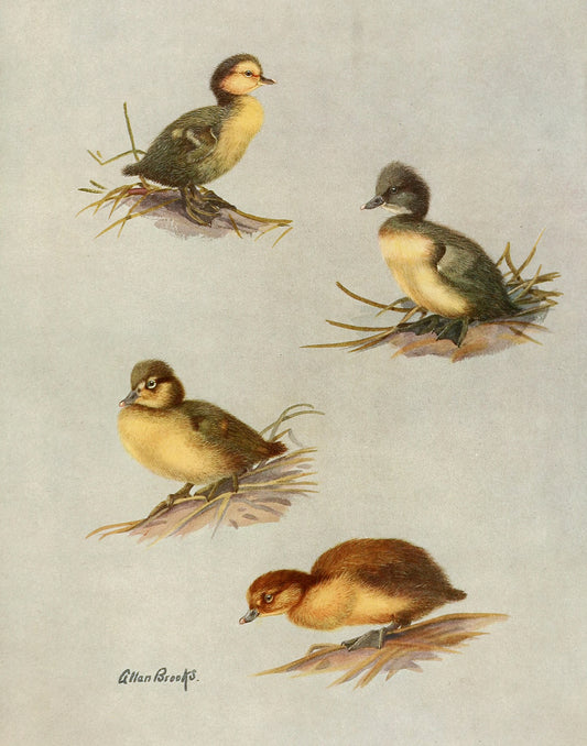 Ducklings of various ducks (1920s) | Vintage duck prints | Allan Brooks