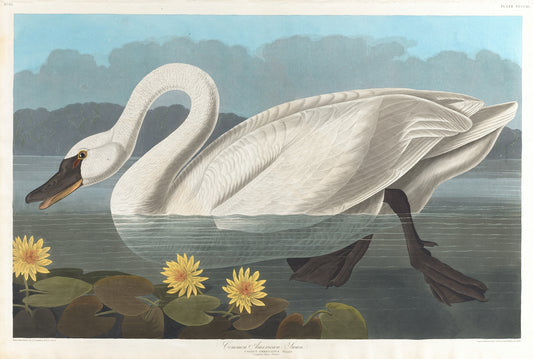 Swan vintage bird print (1800s) | John James Audubon Posters, Prints, & Visual Artwork The Trumpet Shop   