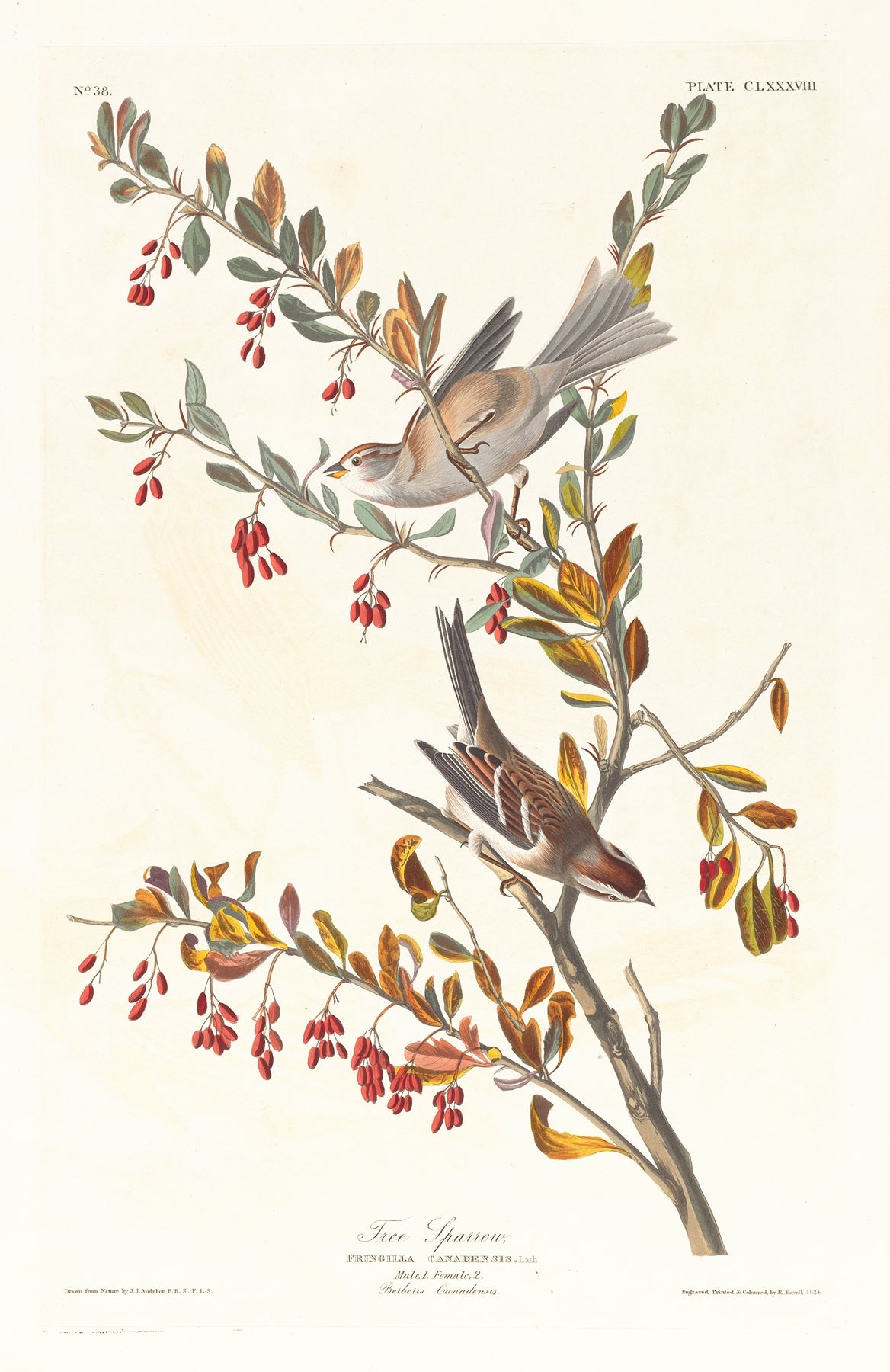 Sparrow vintage print (1800s) | John James Audubon Posters, Prints, & Visual Artwork The Trumpet Shop   