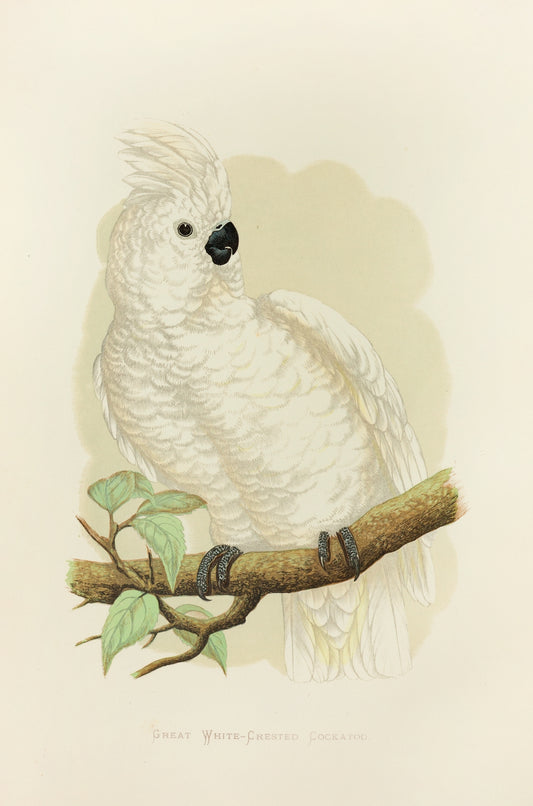 Vintage cockatoo print (1800s) | Alexander Francis Lydon Posters, Prints, & Visual Artwork The Trumpet Shop   