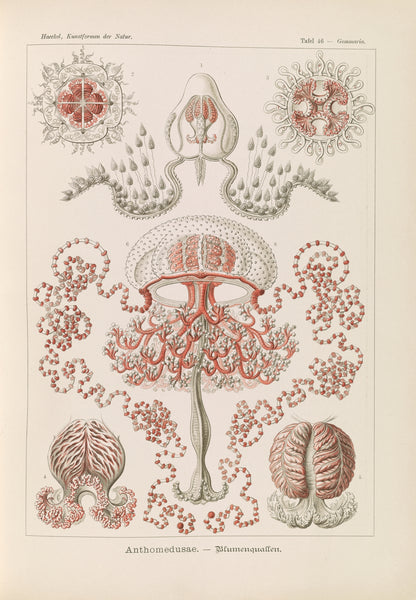 Jellyfish illustration (1) (1900s) | Ernst Haeckel artwork