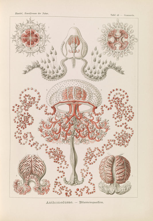 Ilustración de medusas (década de 1900) | Impresiones de Ernst Haeckel 